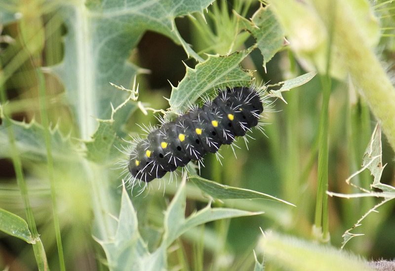 Identificazione bruco